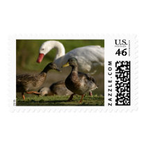 Duck Convention postage