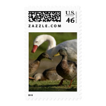 Duck Convention postage