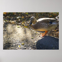 Duck Crossing Road - Poster