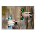 Duck & Decoy cards