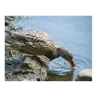 Duck Drinking Water Poster print