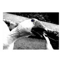 Duck Duck Goose posters by davidalmeda Duck Duck Goose posters
