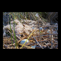 Duck eggs in down feathers posters