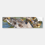 Duck Family Bumper Sticker