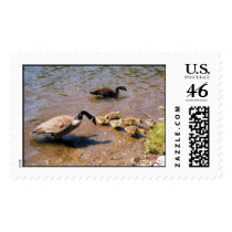 duck family postage