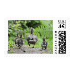 Duck Family Postage Stamps