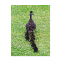 Duck Family postcards by J32Teez Duck Family postcards