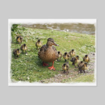Duck Family Postcard by Welshpixels Duck Family Postcard