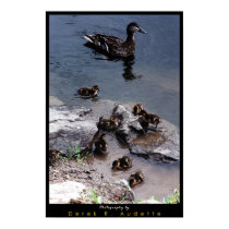 Duck Family posters by GatorDawg Duck Family posters