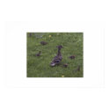 Duck Family posters by mjimaging Duck Family posters