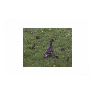 Duck Family Posters by mjimaging