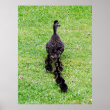 Duck Family Poster