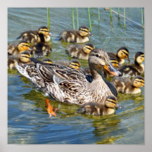 Duck Family Poster