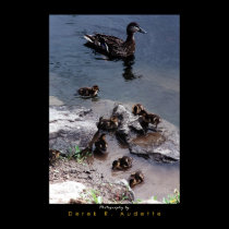 Duck Family posters