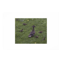 Duck Family posters