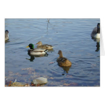 Duck Gathering card