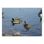 Duck Gathering card