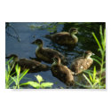 Duck Hide-Out poster