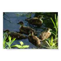 Duck Hide-out posters by freephsyco Duck Hide-out posters