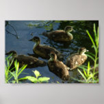 Duck Hide-out posters