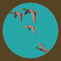 Duck Hunting Mallards in Flight stickers