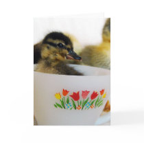 Duck in a Teacup cards