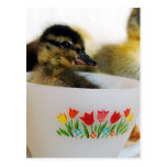 Duck in a Teacup Postcards