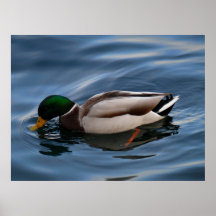 duck in blue posters