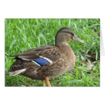 Duck in the Grass Greeting Cards