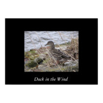 Duck in the Wind posters