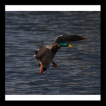 Duck landing on water posters