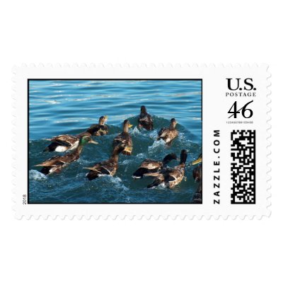 duck lovers postage stamps by cinda07