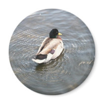 Duck Magnet by squirrel27 Duck Magnet