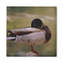 Duck magnets