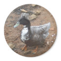 Duck Magnet by BoyScoutTroop102 Duck Magnet