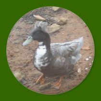 Duck Magnet by BoyScoutTroop102 Duck Magnet