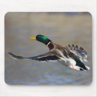 Duck mousepad
