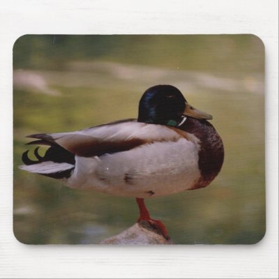 Duck Mousepad by quetzal323
