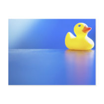 Duck on Blue Postcards