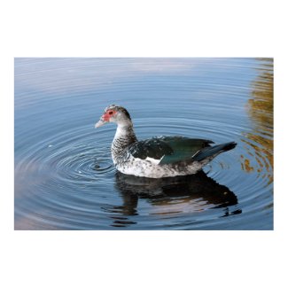 Duck on River on Canvas Print print