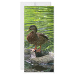 Duck on Rocks Rack Card Design