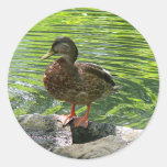 Duck on Rocks Stickers
