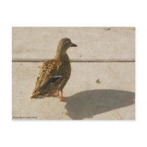 Duck On The Move Postcard