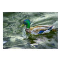 Duck on the run posters