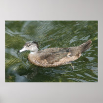 Duck Paddle posters