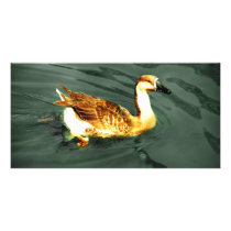Duck photo cards