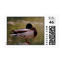 Duck postage