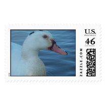 Duck postage