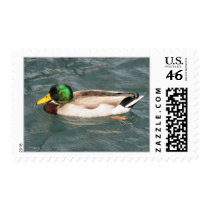 Duck postage