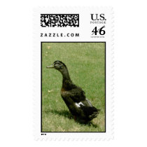 Duck. stamps